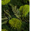 Moss Plant in Wood Freestanding