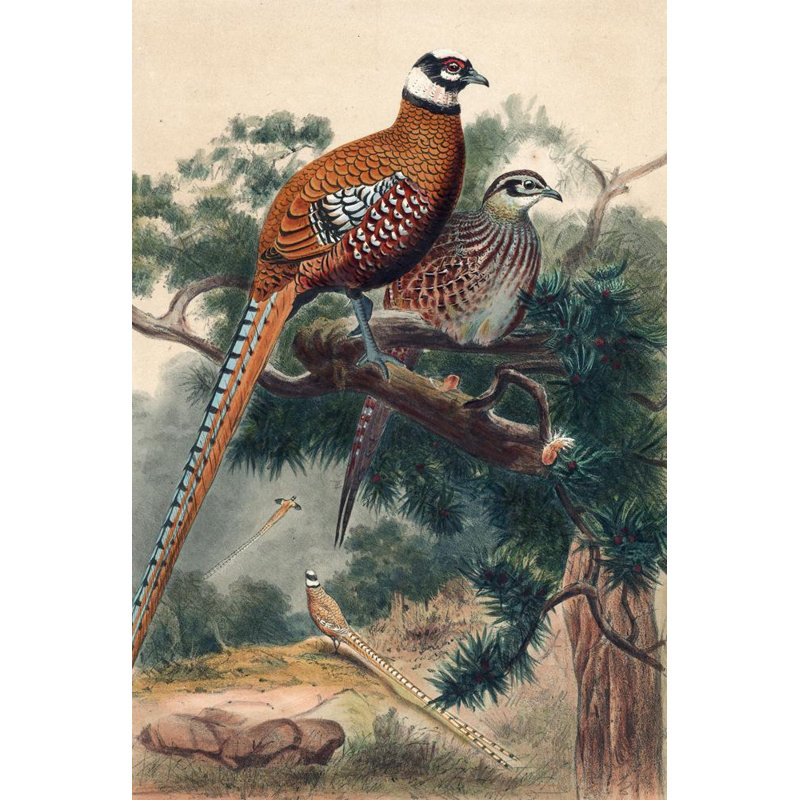 «Reeves Pheasant» par Joseph Wolf - Art mural sur toile tendue avec châssis, H 24 po x l 17 po