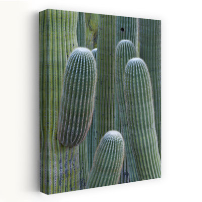 Cactus Saguaro, vallée d'Oro, Arizona, États-Unis, paysage de cactus contemporain abstrait, art naturel