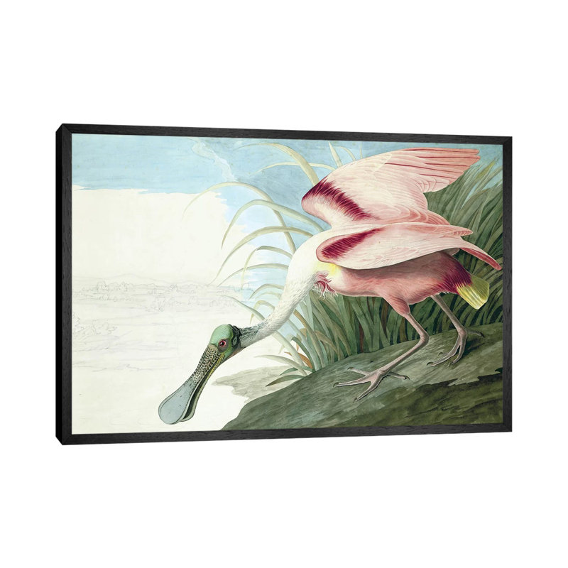 Roseate Spoonbill, Platalea Ajaja, From The Birds Of America, Pub. 1827-38 by John Audubon - Painting on Canvas, Black Framed