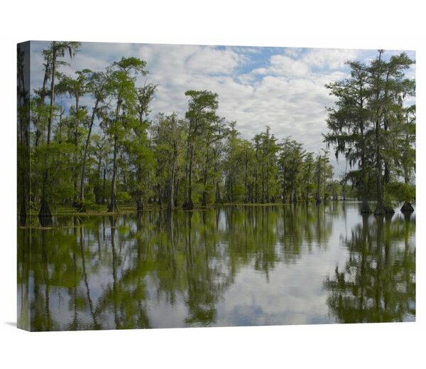 Framed Photo Print of BALD CYPRESS TREES LAKE MARTIN LOUISIANA SWAMP BLACK  AND WHITE Print Picture Image Fine Art Photography Large Framed Print Wall  Decor Art For Sale Stock Photo Photograph High