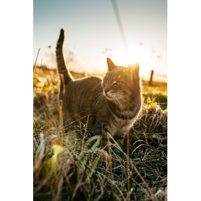 Cute Cat in Sunset by Knape