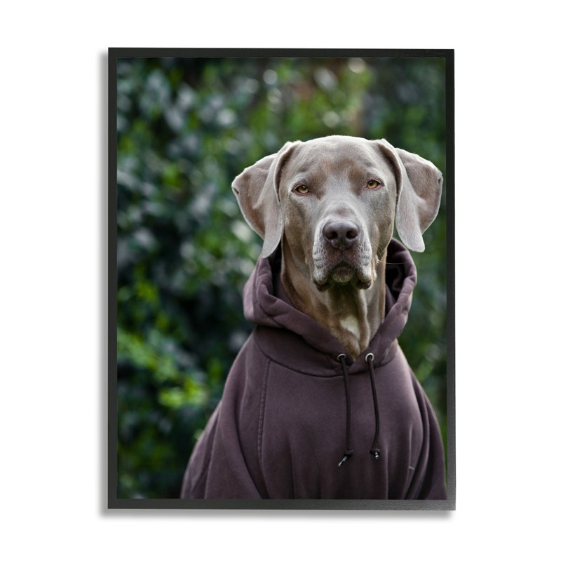 Labrador Labrador portant un Sweat à capuche, photographie détaillée, giclée, ensemble d'art texturé par Michael Brian
