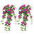 Purple Bougainvillea