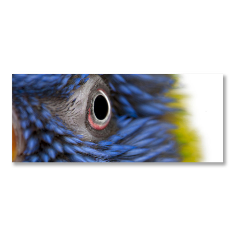 Feathery Focus Print, Unframed Acrylic
