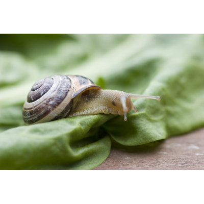 Little Snail by Clopixe - Wrapped Canvas Print