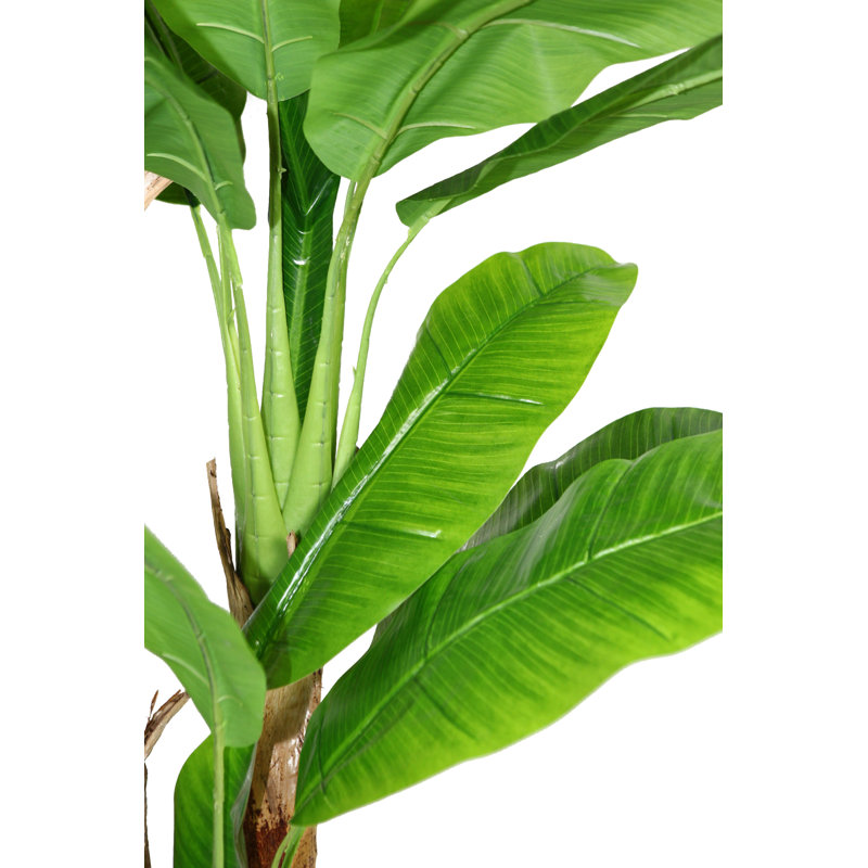 Laura Ashley Panama Banana Leaf Tree in Pot & Reviews | Wayfair