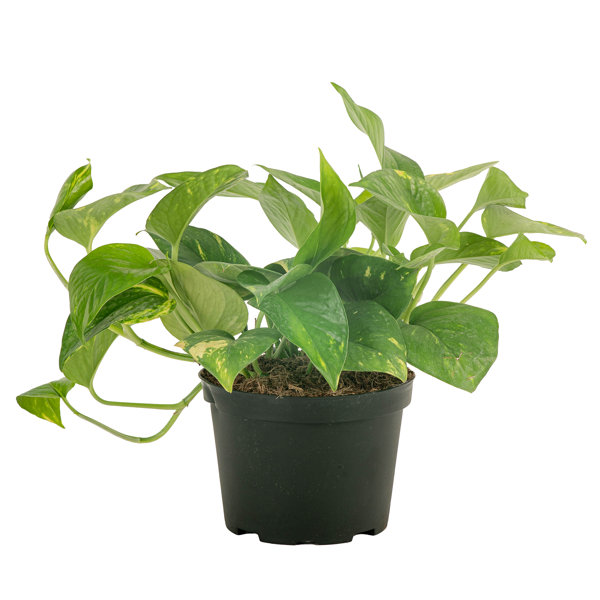 Costa Farms Pothos Plant in Plastic Planter & Reviews | Perigold