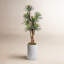 8' Agave Tree in White Weston Planter