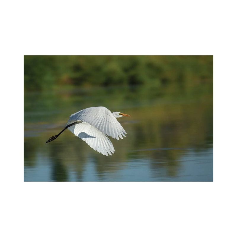 Egret In Motion by Louis Ruth - Wrapped Canvas Print, 101.6 cm H x 66.04 cm W x 1.91 cm D