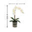 Phalaenopsis Orchid With Bamboo In Glass Vase