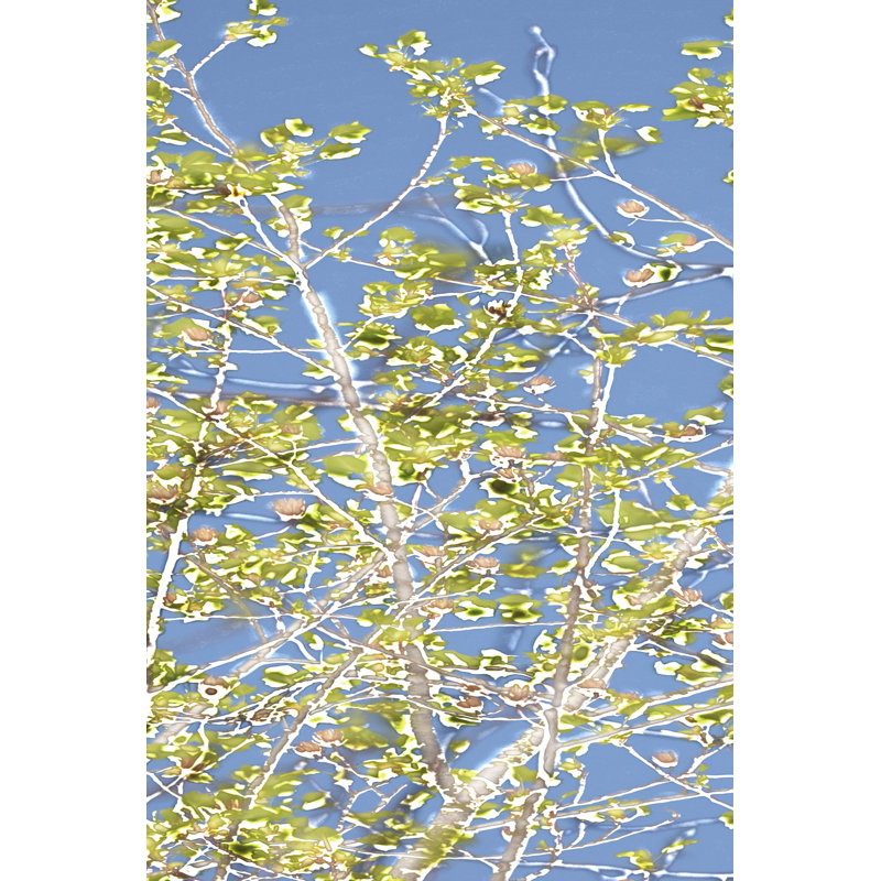 Spring Poplars II - Wrapped Canvas Art Prints, 46cm H x 30cm W x 3.8cm D
