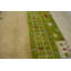 Tapis rayé vert / beige en laine noué à la main
