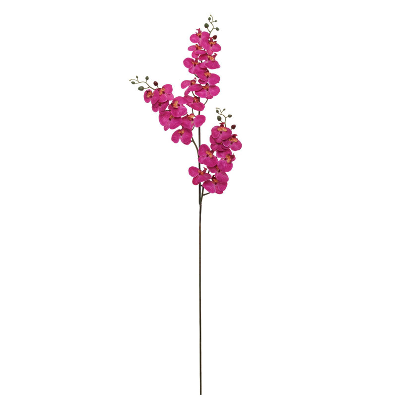 4pc 66"phalaenops X3/24f/18b