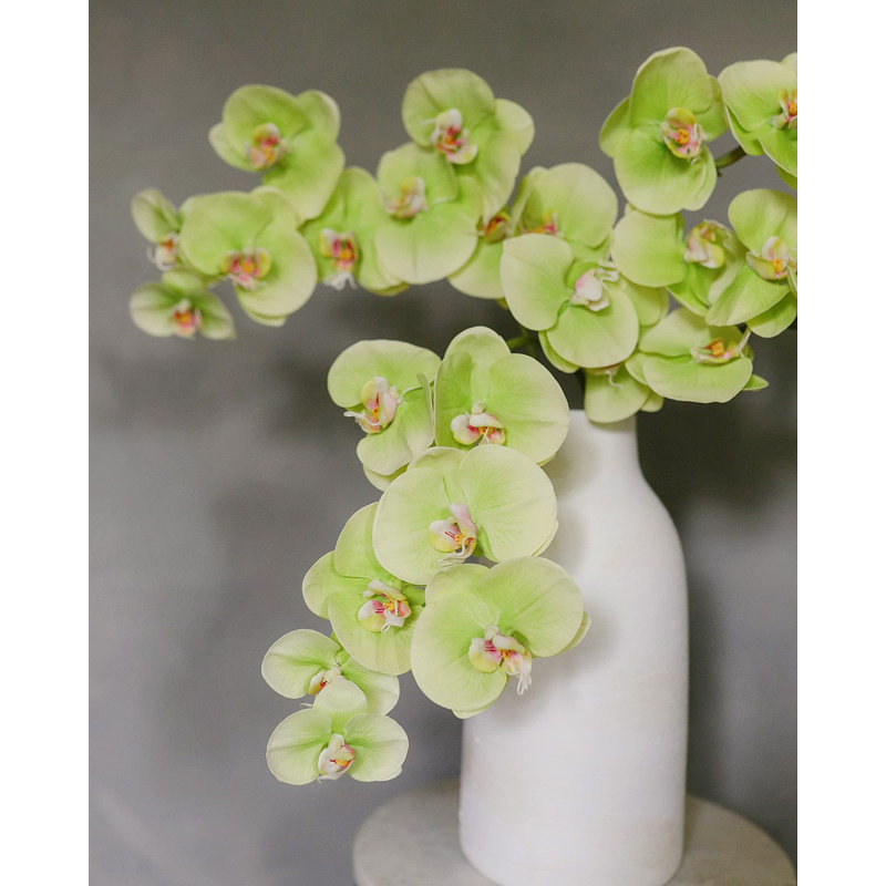 Green Phalaenopsis Orchid 33", Green, 33" H x 3" W