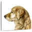 Brampt Pet Profile I