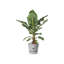 Greenville Planter-50010067-50010068
