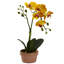 Arrangement floral d'orchidées phalaenopsis en pot d'argile