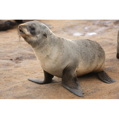 Cape Fur Seal by Namibelephant
