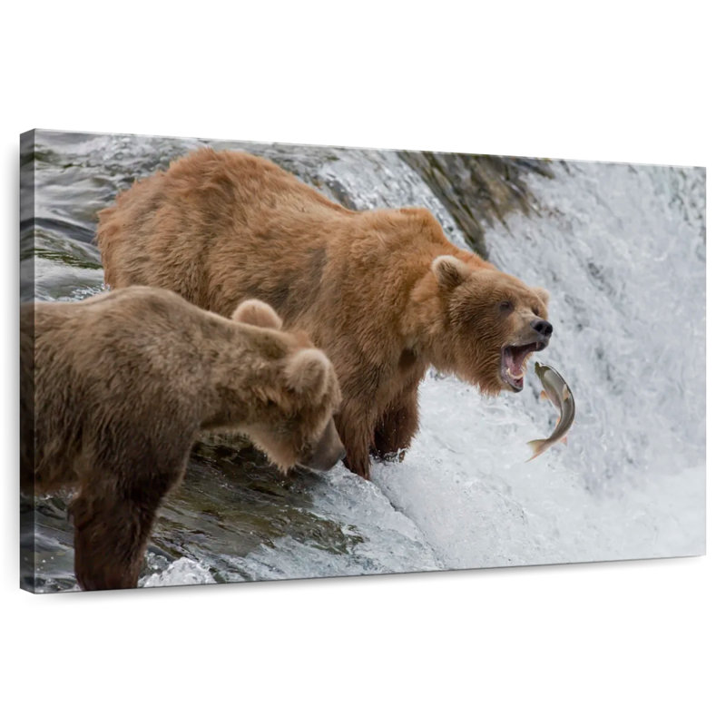 Ours bruns grizzlis chassant des poissons, H 24 po x l 36 po