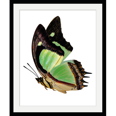 Butterfly - Single Picture Frame Print