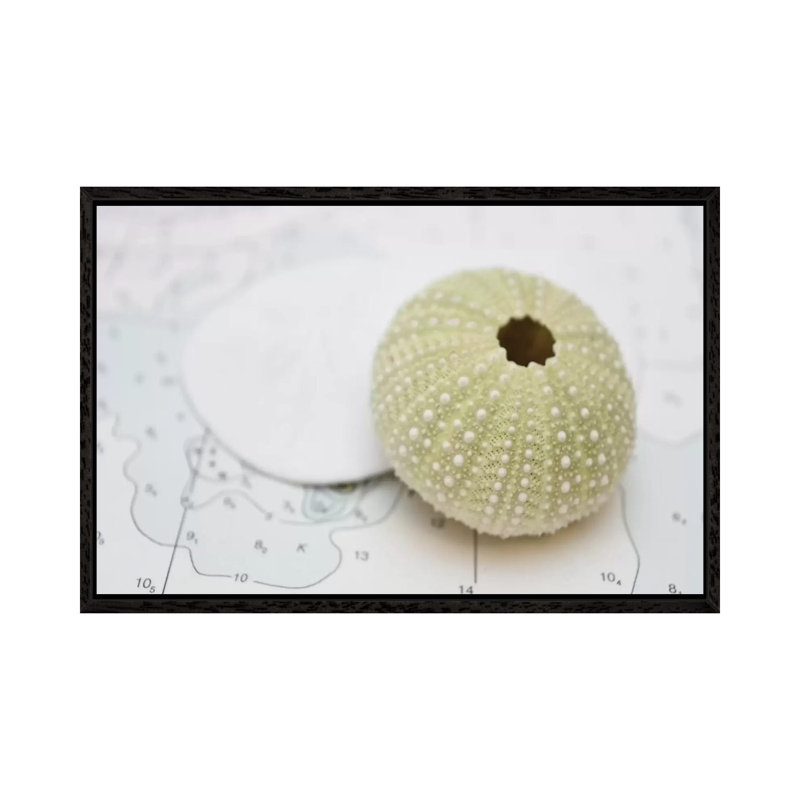 Nautical Urchin by Savanah Plank - Floater Frame Gallery-Wrapped Canvas Giclée on Canvas, 66.04 cm H x 45.72 cm W