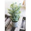 18'' Eucalyptus Plant in Cement Pot