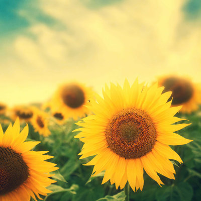 Sun Sunes in Field - Photographie sur toile tendue