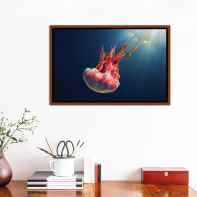 " Cyanea Capillata IX " by Anna Sweet