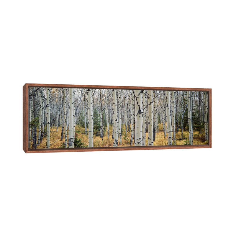 Aspen Trees in a Forest Alberta '- reproduction de photo panoramique, H 12 po x l 36 po x 1,5 po