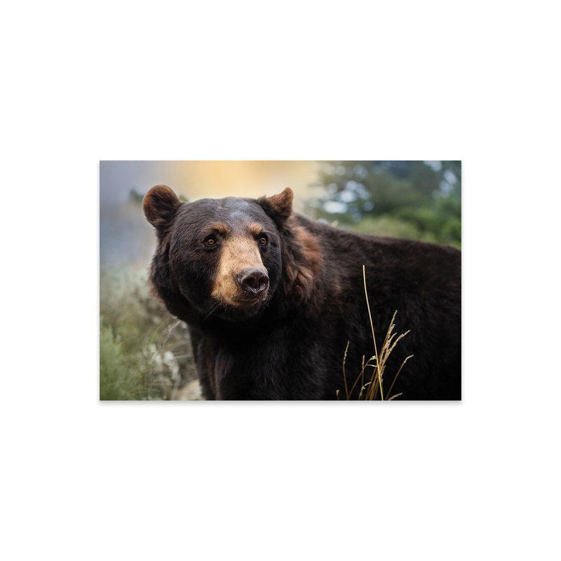 «Montana Black Bear On» par Patsy Weingart
