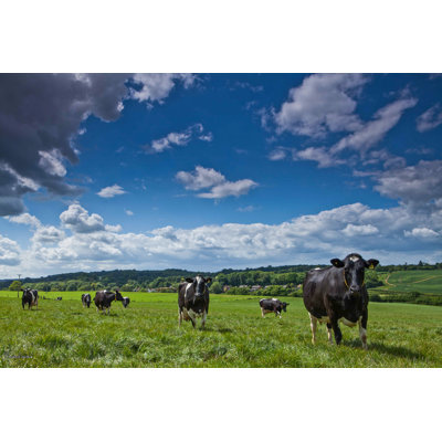 " Cows In Field "