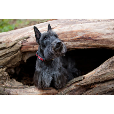 Terrier écossais en rondins creux par Echo1
