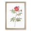 Red-Leaved Rose by Pierre-Joseph Redoute - Picture Frame Painting Print-55598367-55598365