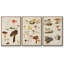Champignon X-91887167-91887168