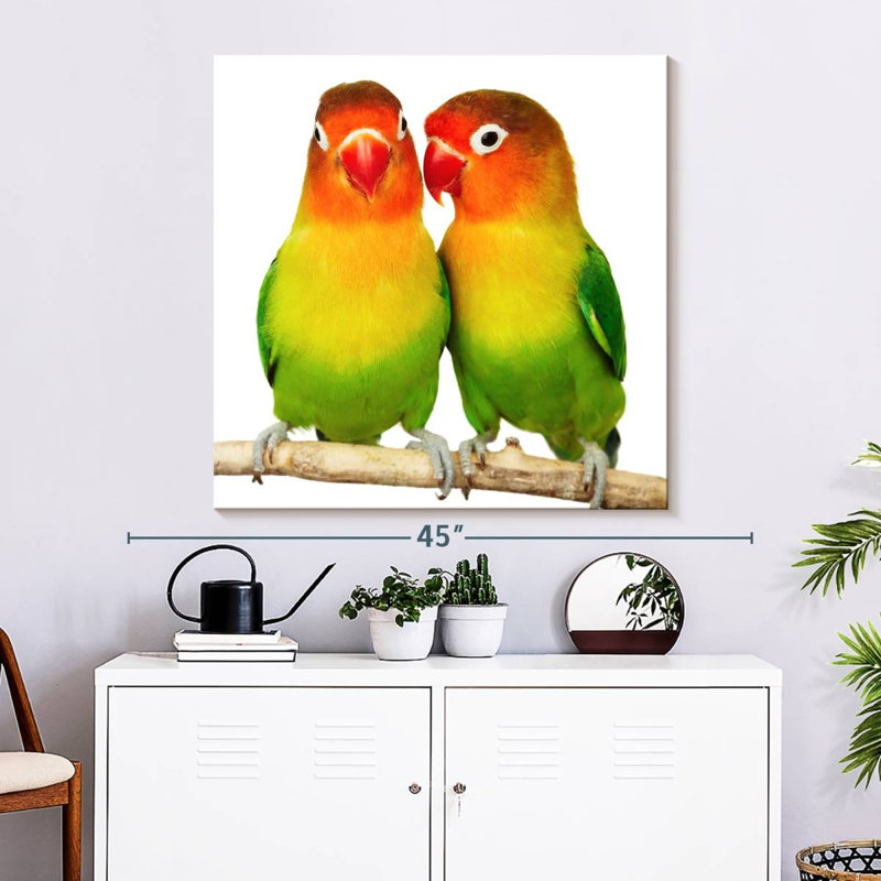 Crowle Lovebirds, H 33 po x l 33 po