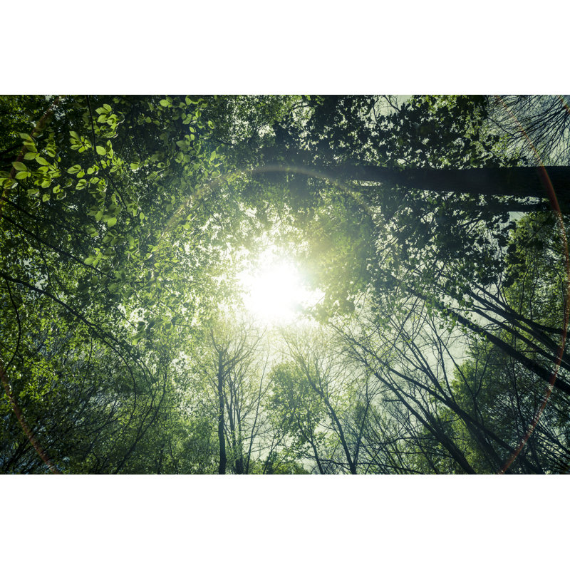 Forest Sunlight by Maica - Print, 81cm H x 122cm W
