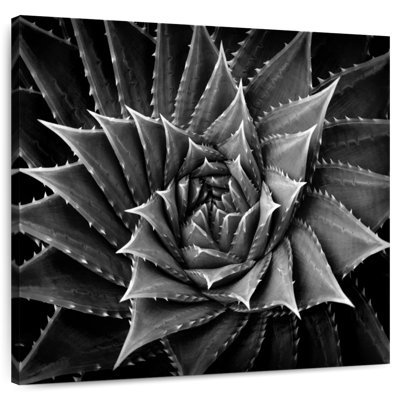 Harnek BW Succulent I