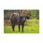 No Frame Print on Canvas-1122783067
