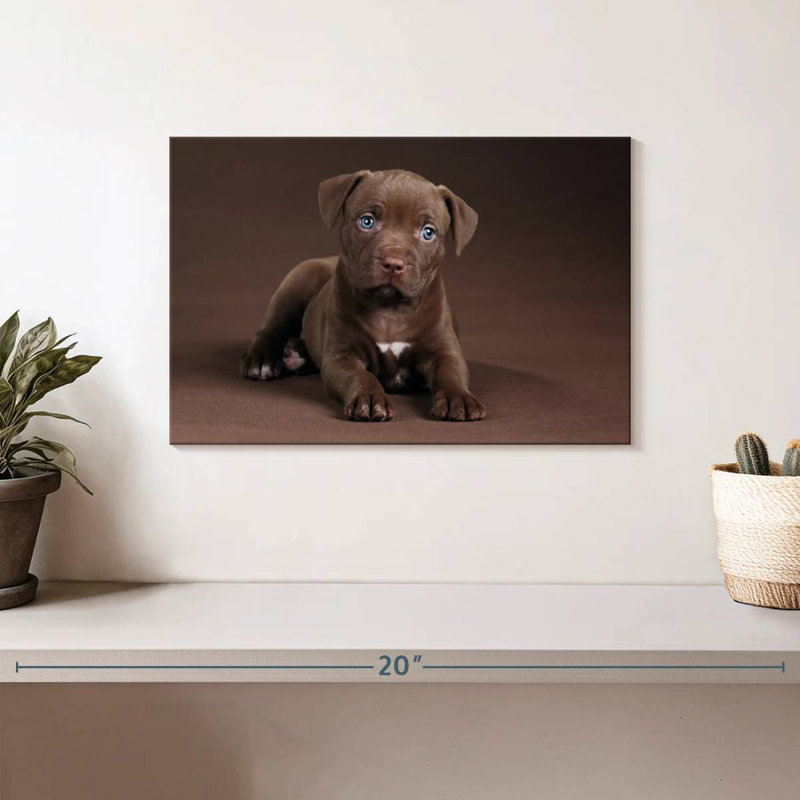 Chiot Brampt Pit Bull, H 8 po x l 12 po