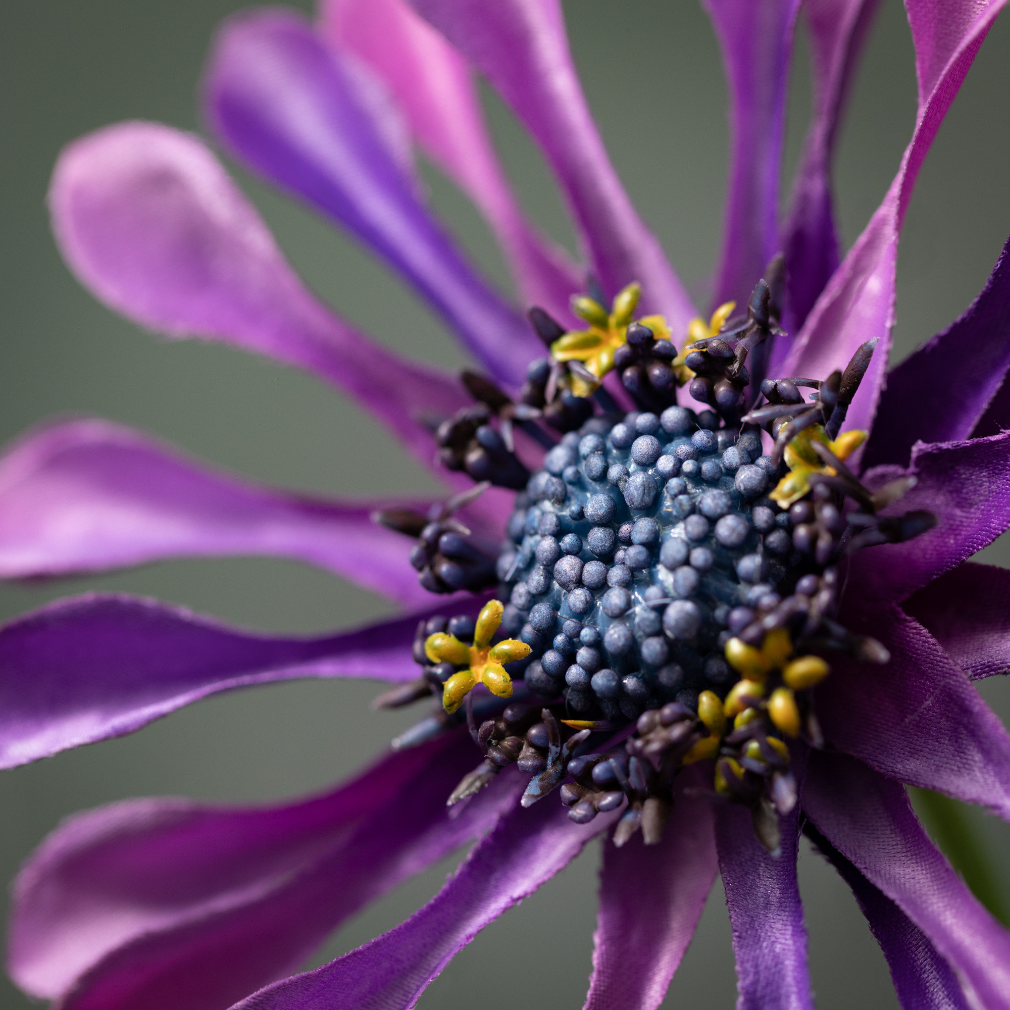 Daisy Bloom Stems, Purple