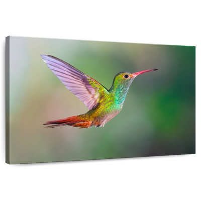 Colibri iridescent
