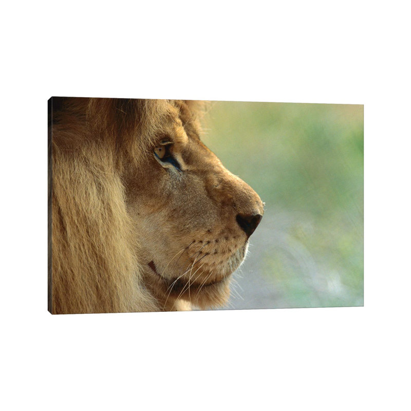 African Lion Male Portrait by ZSSD - Wrapped Canvas Print
