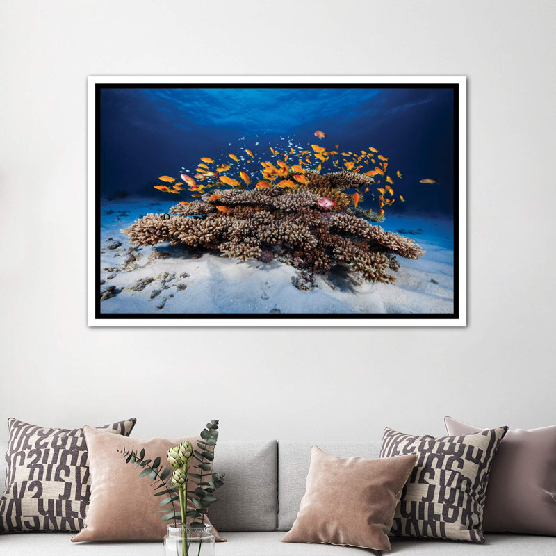 Marine Life by Barathieu Gabriel - Print, 40" H x 60" W x 1.5" D, White Framed Canvas, No Mat