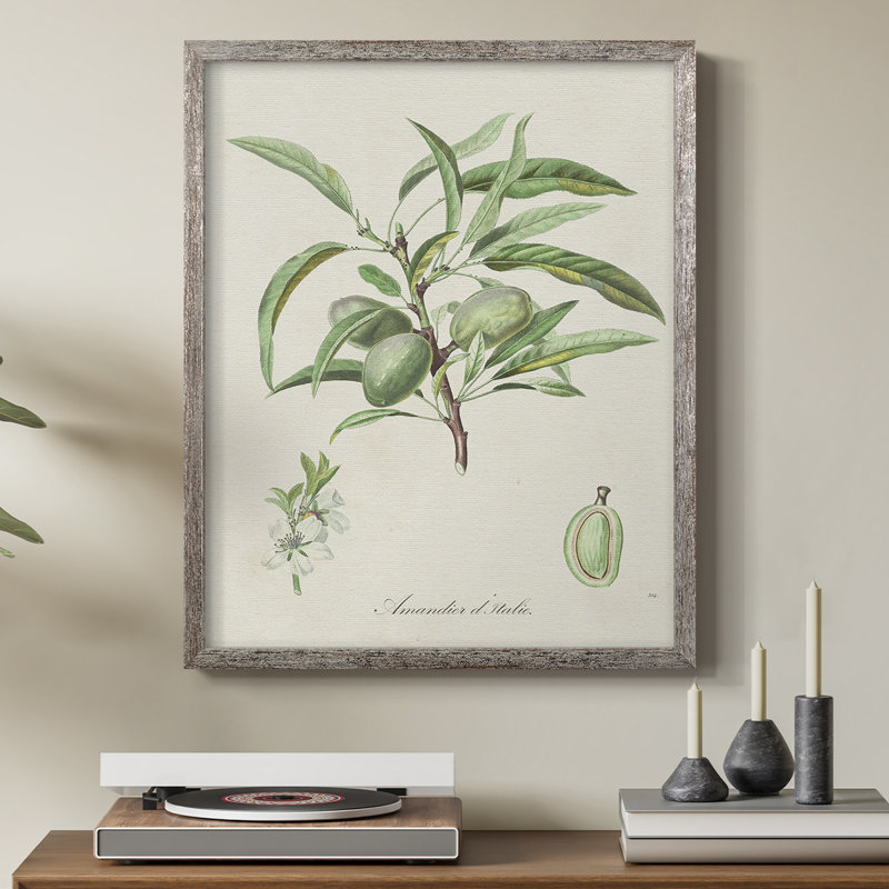 Antique Ammond Botanical III, reproduction encadrée - bois massif, H 30 po x l 24 po