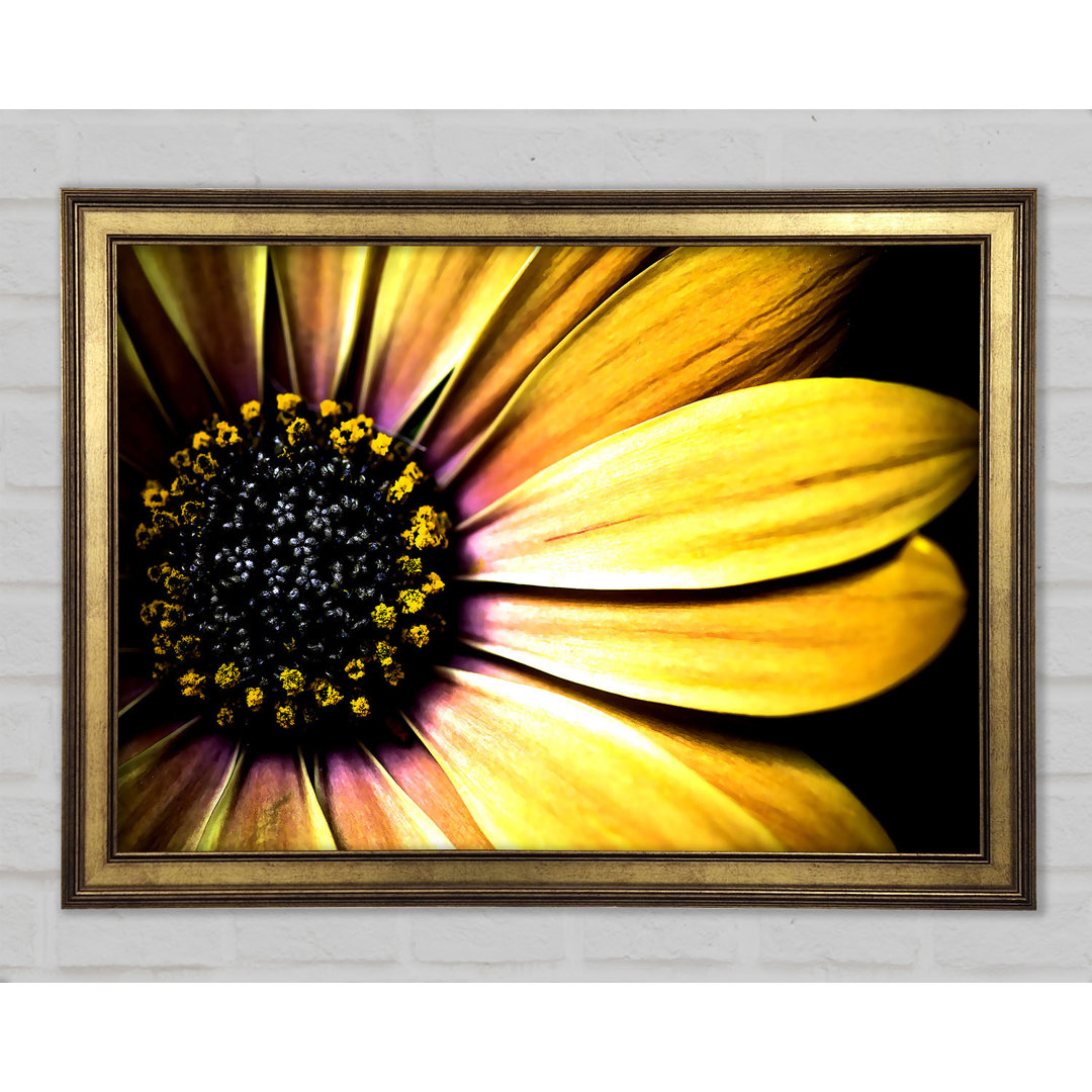 Golden Black Daisy - Einzelner Bilderrahmen Kunstdrucke