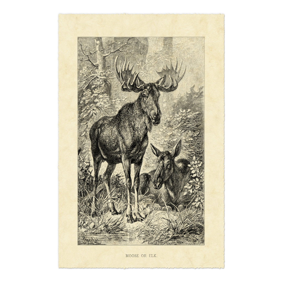 Leinwandbild Vintage Moose or Elk