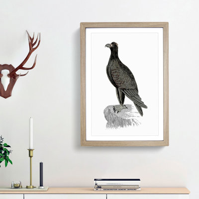 Mountain Eagle Illustration - Framed Print