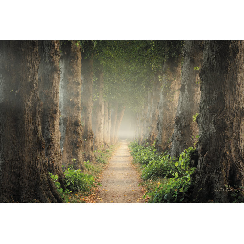 «Old Path On Canvas» par Martin Podt, reproduction d'art, H 32 po x l 48 po x P 1,25 po