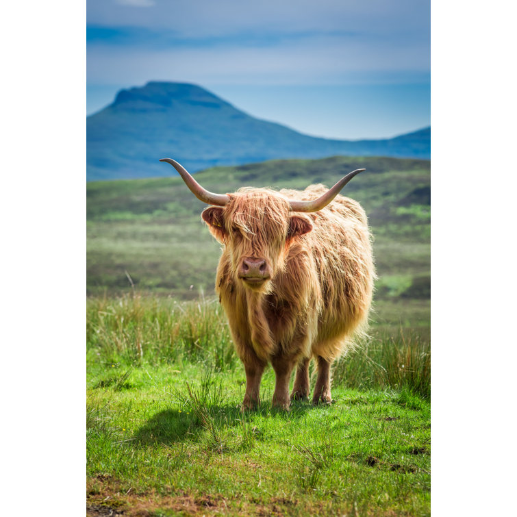 Highland Cow in Scotland - Wrapped Canvas Photograph Union Rustic Size: 12 H x 8 W x 1.25 D